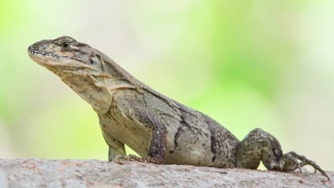 Reptil-Iguana-De-Cerca-En-El-árbol-Con-Follaje-Verde-En-Segundo-Plano.