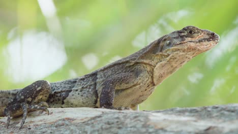 iguana-reptile-close-up-on-tree-with-green-foliage-in-background
