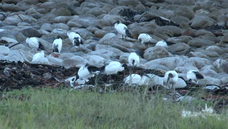 A-colony-of-Sacred-ibis-foraging-among-the-rocks-on-the-seashore