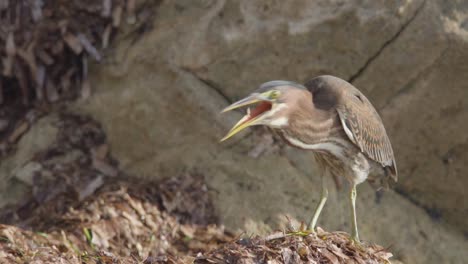 little-green-heron-bird-on-seaweed-and-rocks-feeding-on-insects-in-slow-motion