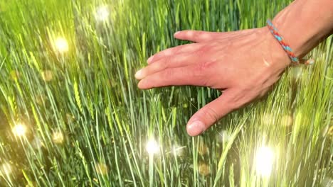 Farmer-touching-wheat-by-hand