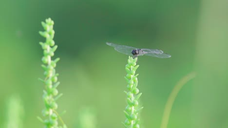 Schwarzes-Libelleninsekt,-Das-Auf-Einer-Grünen-Pflanze-Ruht
