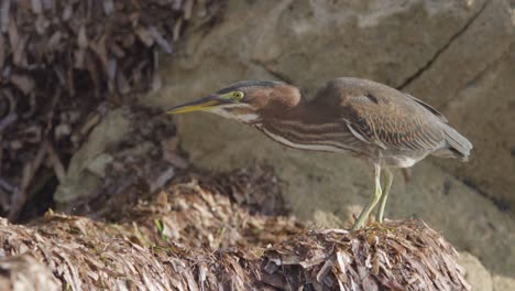 little-green-heron-bird-on-seaweed-and-rocks-feeding-on-insects-in-slow-motion
