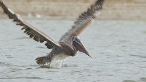Brauner-Pelikanvogel,-Der-In-Zeitlupe-Anmutig-Am-Strand-Entlang-Im-Meerwasser-Fliegt