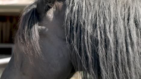 Close-up-On-Side-Profile-And-Eye-Of-A-Black-Long-haired-Horse