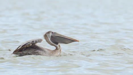 Brauner-Pelikanvogel,-Der-Fische-Schluckt-Und-In-Zeitlupe-Im-Meerwasser-Fliegt