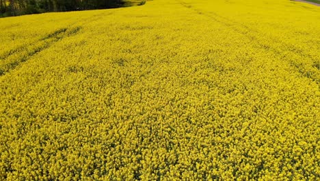 AERIAL---Beautiful-field-of-yellow-rapeseed-flowers-in-Sweden,-wide-shot-forward