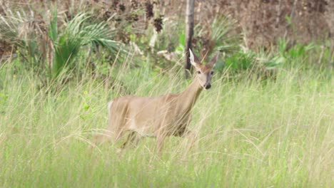 white-tailed-deer-mammal-walking-along-tall-grass-in-pine-rockland-habitat
