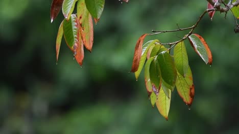 Blätter-Von-Zwei-Getrennten-ästen,-Die-Nass-Herunterhängen,-Während-Wassertropfen-Zusammen-Mit-Etwas-Regen-In-Den-Wald-Des-Khao-Yai-Nationalparks-Fallen