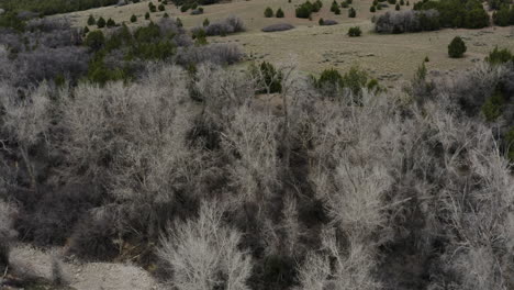 árboles-En-El-Desierto-En-Un-Paisaje-Montañoso-De-Utah---Naturaleza-Aérea