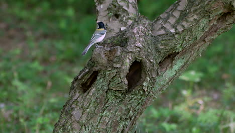 Japanischer-Meisevogel,-Der-Einen-Wurm-Zu-Seinem-Nest-Auf-Einer-Baumhöhle-Bringt