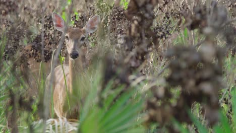 white-tailed-deer-mammal-in-pine-rockland-habitat