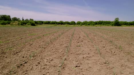 Cultivated-Terrain-On-An-Agricultural-Farmland-With-Crop-Seedlings-At-Summertime