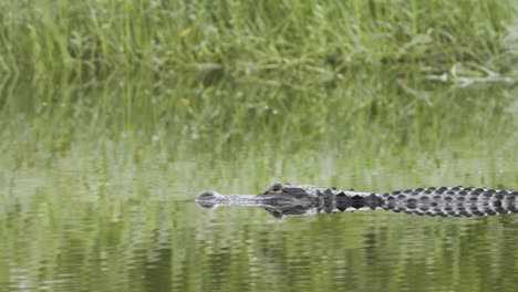 Reptil-Caimán-Nadando-Lentamente-A-Través-Del-Agua