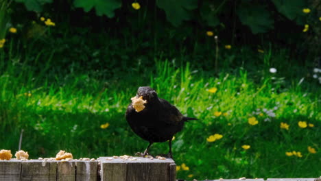Kleiner-Vogel,-Der-Im-Britischen-Garten-Auf-Einem-Holzstumpf-Nach-Nahrung-Sucht