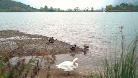 white-swan-and-ducks-at-Lake-Toblino,-perfect-location-in-the-Province-of-Trento,-Trentino-Alto-Adige,-northern-Italy