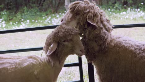 Zwei-Schafe-Mit-Ungeraden-Frisuren-In-Einem-Stift-Beim-Nationalen-Schaffest-Bulgarien