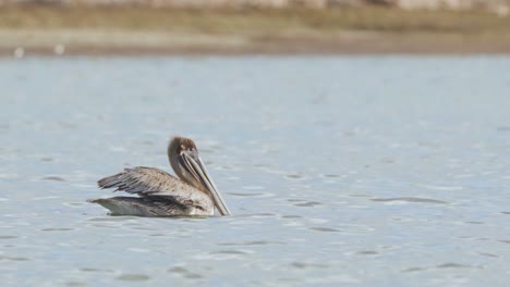 brown-pelican-bird-shaking-head-at-beach-shore-in-ocean-water-in-slow-motion