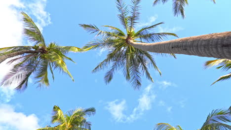 Low-angle-view-of-tall-coconut-trees-under-blue-sky,-tropical-vacation-lying-POV-full-frame