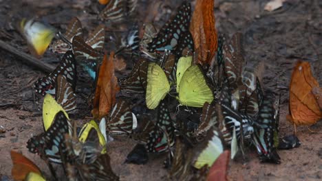 Butterflies-Assorted-and-Colorful,-another-kaleidoscope-of-butterflies-seen-from-on-top-as-they-fly-and-move-around-as-seen-in-the-forest-of-Kaeng-Krachan-National-Park-in-Thailand