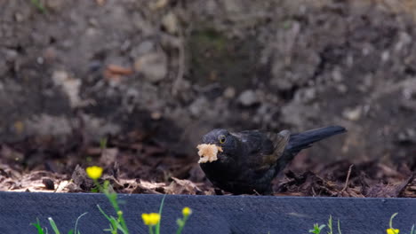 Small-bird-searching-in-the-dirt-for-food-in-UK-garden
