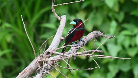 Black-and-red-Broadbill,-Cymbirhynchus-macrorhynchos,-Thailand