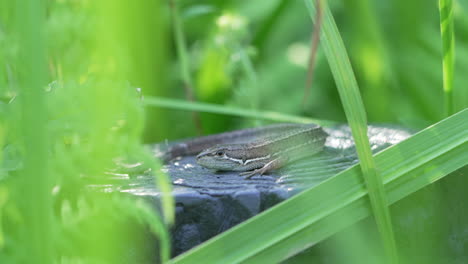 Japanese-Grass-Lizard-Waiting-For-Prey-On-Tropical-Forest-On-Summertime-In-Tokyo,-Japan