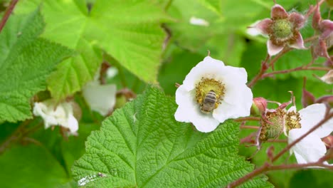 Western-Honeybee-gathers-pollen-from-wild-thimbleberry-blossom