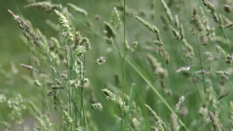 Sommerweide-Gräser-Im-Wind-In-Einem-Feld-In-Worcestershire,-England