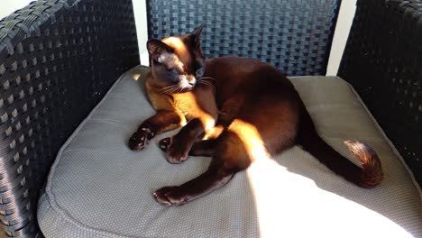 Lazy-Cat-Kitten-Sleeps-in-a-Chair-on-the-Balcony-in-the-Sunlight