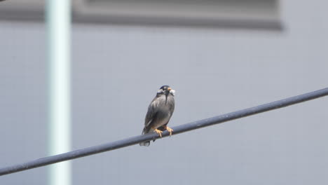 Passerine-Bird-White-Cheeked-Starling-Perching-On-A-Cable-Powerline-Then-Fly-Away-In-Tokyo,-Japan