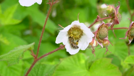 Closeup-of-honeybee-gathering-pollen-from-wild-thimbleberry-blossom