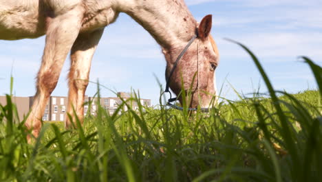 Ein-Altes-Pferd,-Das-Gras-Frisst,-Der-Körper-Zittert,-Mücken-Stören