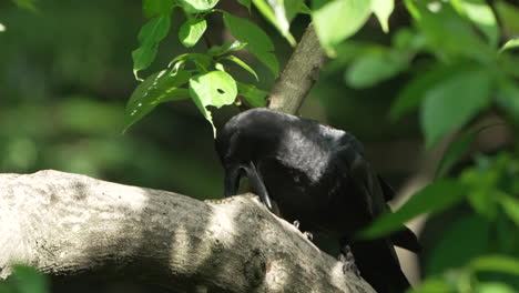 Japanese-Large-billed-Crow-Sharping-Its-Beak-On-A-Tree-Branch-In-Tropical-Forest-Woods