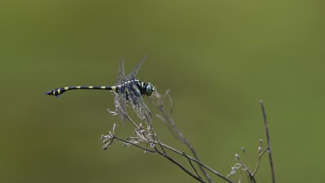 Common-Flangetail,-Dragonfly,-Ictinogomphus-decoratus