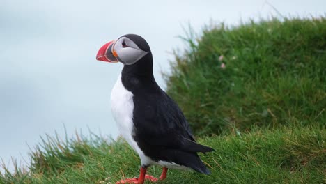 Atlantic-Puffin-Standing-On-Grassy-Cliff-Under-The-Rain-In-South-Iceland