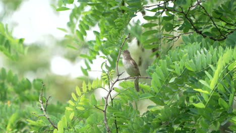 Great-Reed-Warbler-Ein-Singender-Vogel-Im-Lebensraum-Des-Tropischen-Waldes