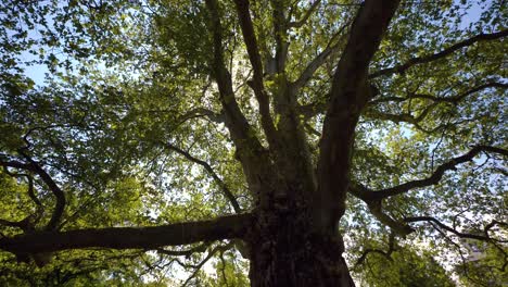 circling-around-big-plane-tree-with-hanging-ropes-and-sun-peeking-through-leaves