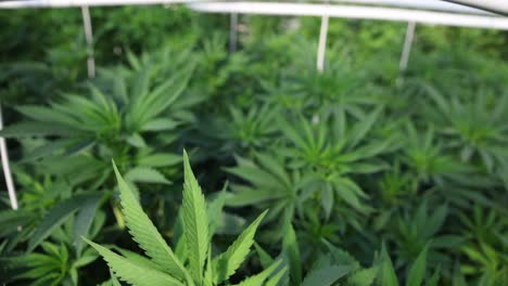 Cannabispflanzen-Wachsen-In-Einem-Gewächshaus-Mit-Bewässerungssprinklerleitungen-Darüber