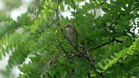 Great-Reed-Warbler-Singing-On-Top-Of-The-Leafy-Trees-And-Hunting-Insects-In-Saitama,-Japan