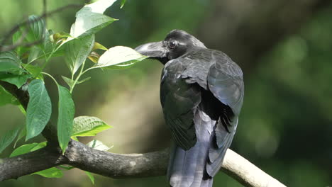 Japanese-Large-billed-Crow-Perching-On-A-Tree-Branch-With-Green-Foliage
