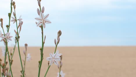 View-of-small-white-flowers-moving-with-the-wind