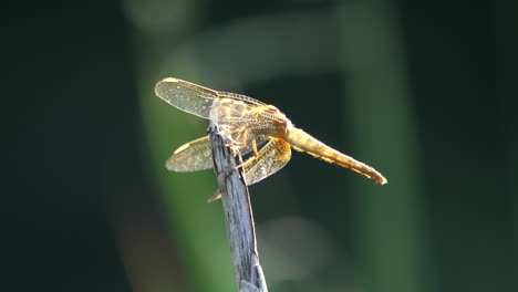Goldene-Libelle-Thront-An-Einem-Hellen,-Windigen-Tag-Auf-Der-Spitze-Eines-Trockenen-Astes