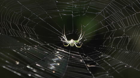 White-Spider-Weaving-Cobweb-In-The-Middle-Of-Nature-Park-Isolated-At-Bokeh-Background