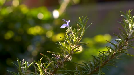 A-small-beautiful-violet-flower-in-a-bushy-rosemary-branch