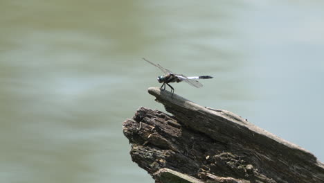 Flying-Frosted-Skimmer-Dragonfly-Perching-On-A-Rot-Wooden-Trunk-By-The-River-In-Saitama,-Japan