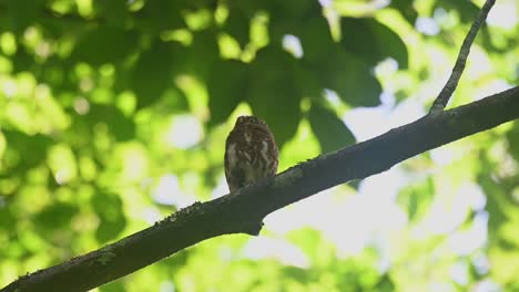 Collared-Pygmy-Owl,-Taenioptynx-brodiei,-Thailand