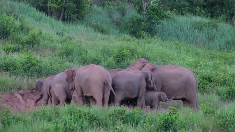Indian-Elephant,-Elephas-maximus-indicus,-Khao-Yai-National-Park,-herd-of-Elephants-feeding-on-minerals-at-a-saltlick-while-keeping-the-young-in-between-as-adults-push-each-other-with-their-tusks