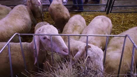 Sort-haired-Sheep-feeding-on-hay-from-a-a-metal-basket-at-national-show