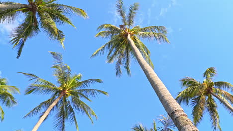 The-tops-of-coconut-palms-dance-in-the-ocean-breeze